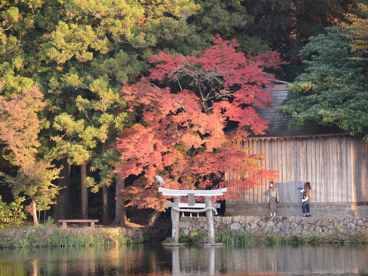 金鱗湖の紅葉の様子。天祖神社方面にて。