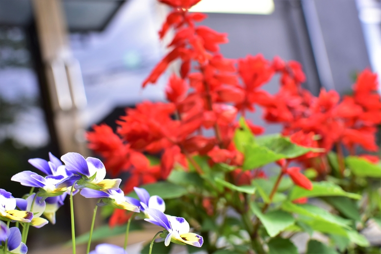 シャン・ジュエルの庭には季節の花々