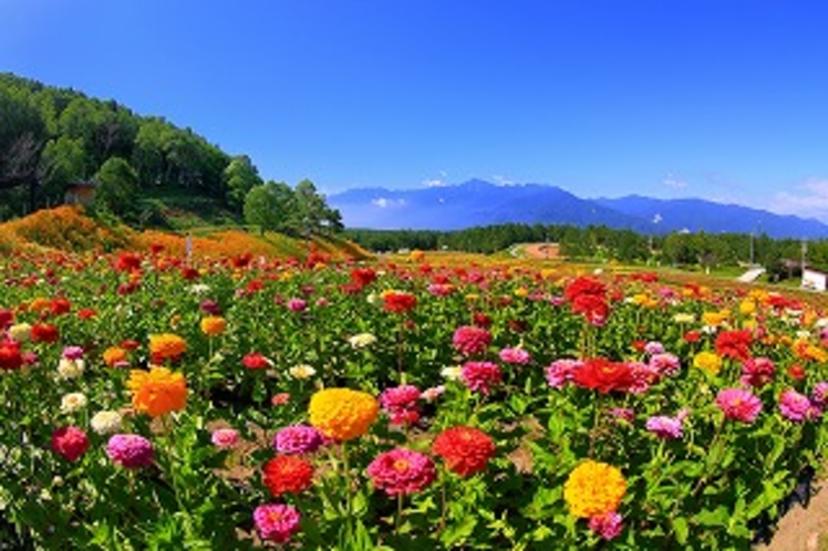 富士見高原リゾート・花の里①（７月頃～）