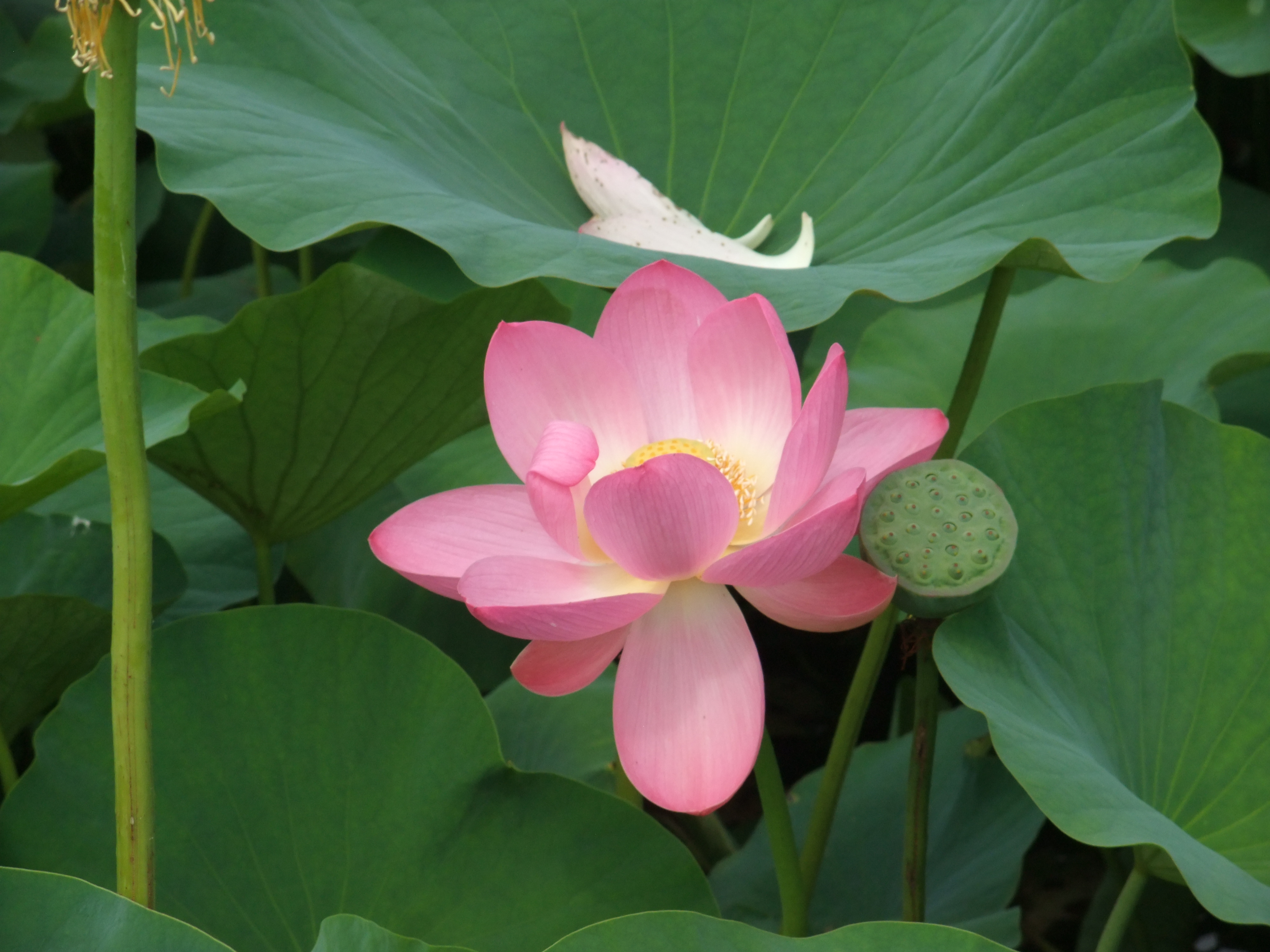 井戸尻遺跡①（睡蓮・７月）