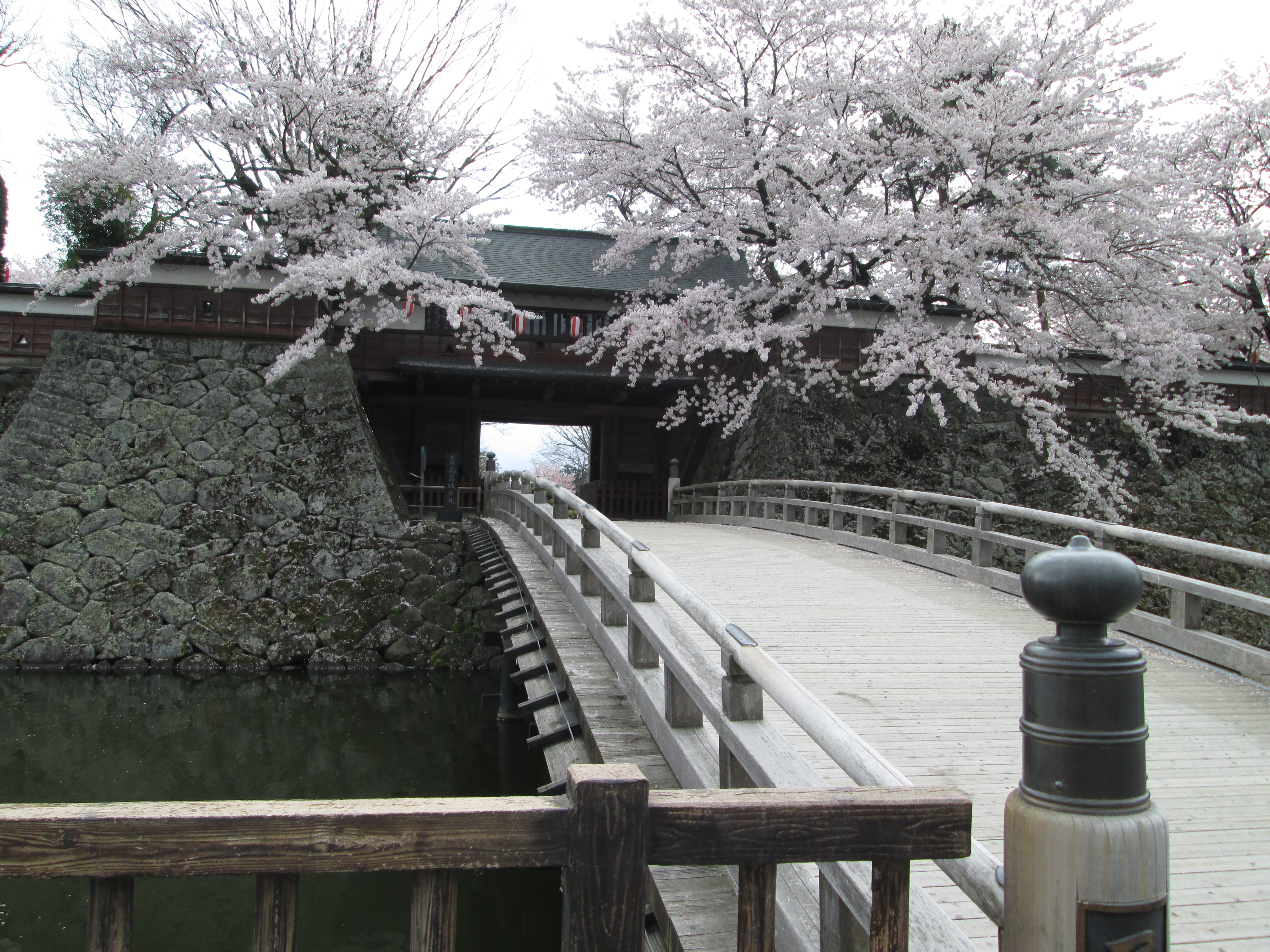 高島城　（諏訪市・桜　４月中旬頃～下旬）