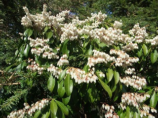 あせび　（４月中旬頃）