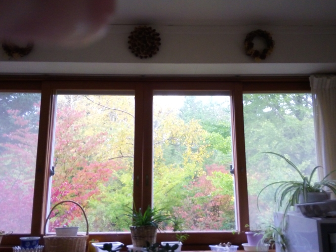 窓から　秋のお庭より
