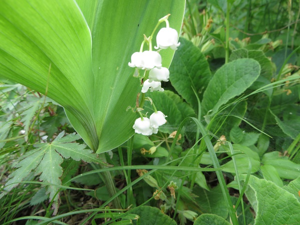 入笠湿原①　５月末～