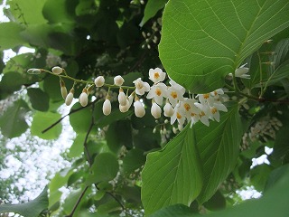 白雲木①　（６月中旬頃）
