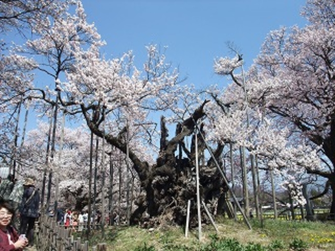 実相寺②　（北杜市・神代桜　３月末～４月）