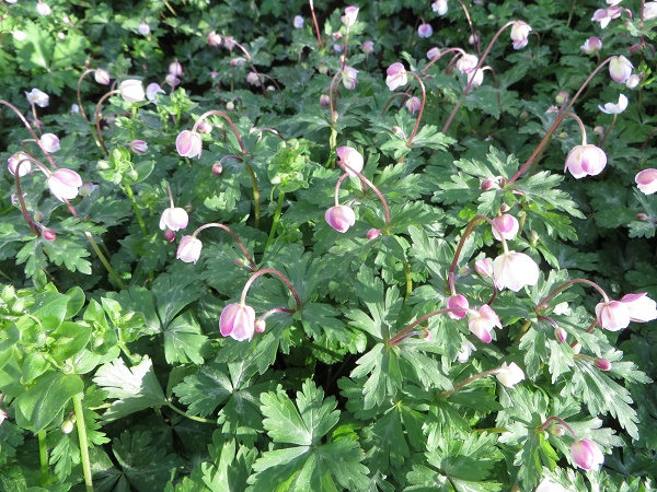 ポーラスターの庭③　５月末～　ニリンソウ