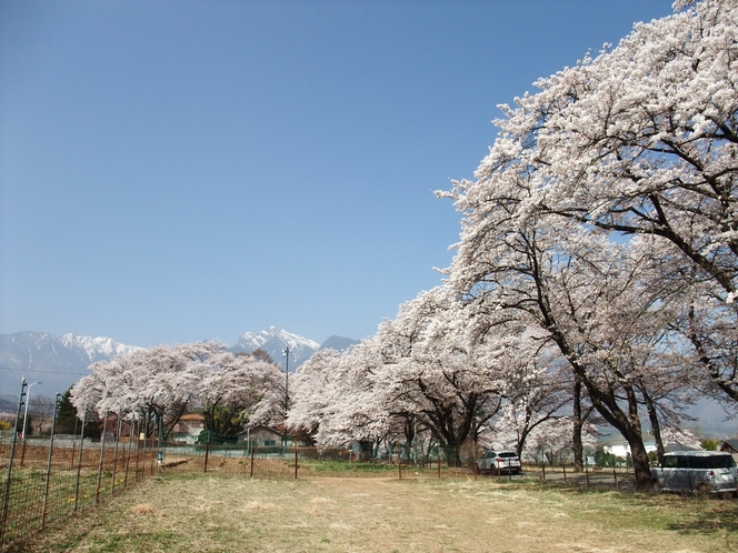 眞原（北杜市）の桜②