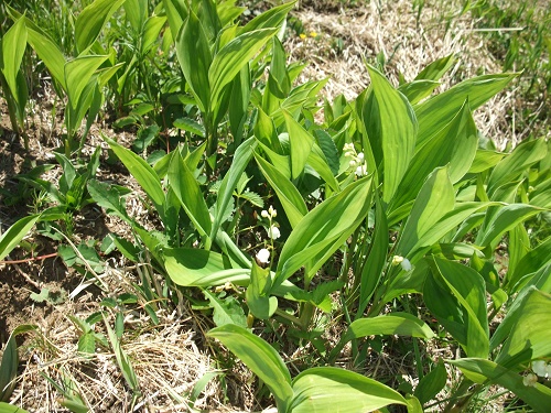 入笠山のすずらん
