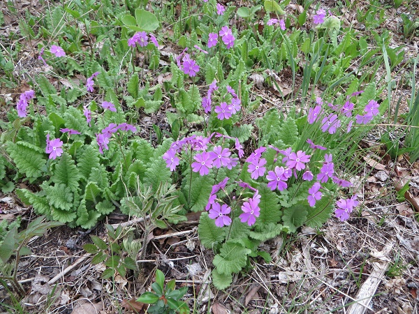 ポーラスターの庭①　５月あたり