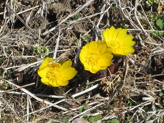 福寿草（大熊城址・諏訪市　３月）