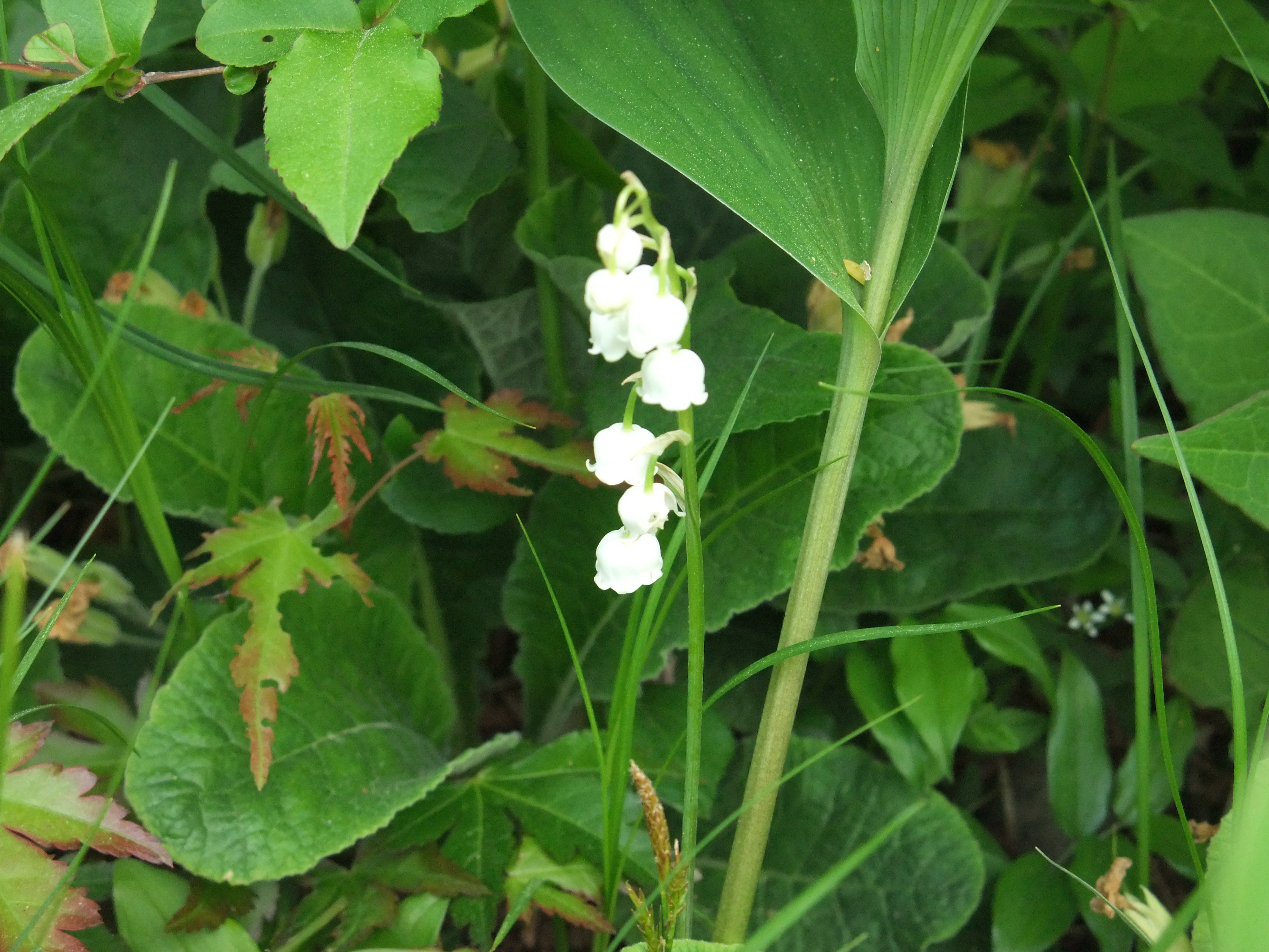 ポーラスターのお庭にて　「すずらん」2020.5.30