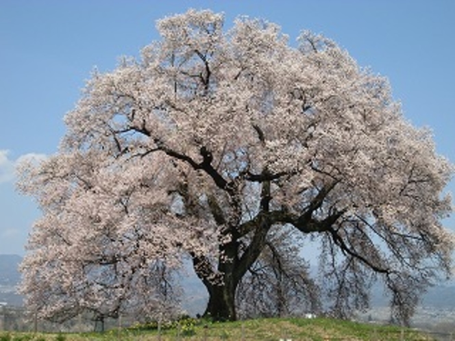 ワニ塚古墳の桜（韮崎市　３月末～４月上旬くらい）