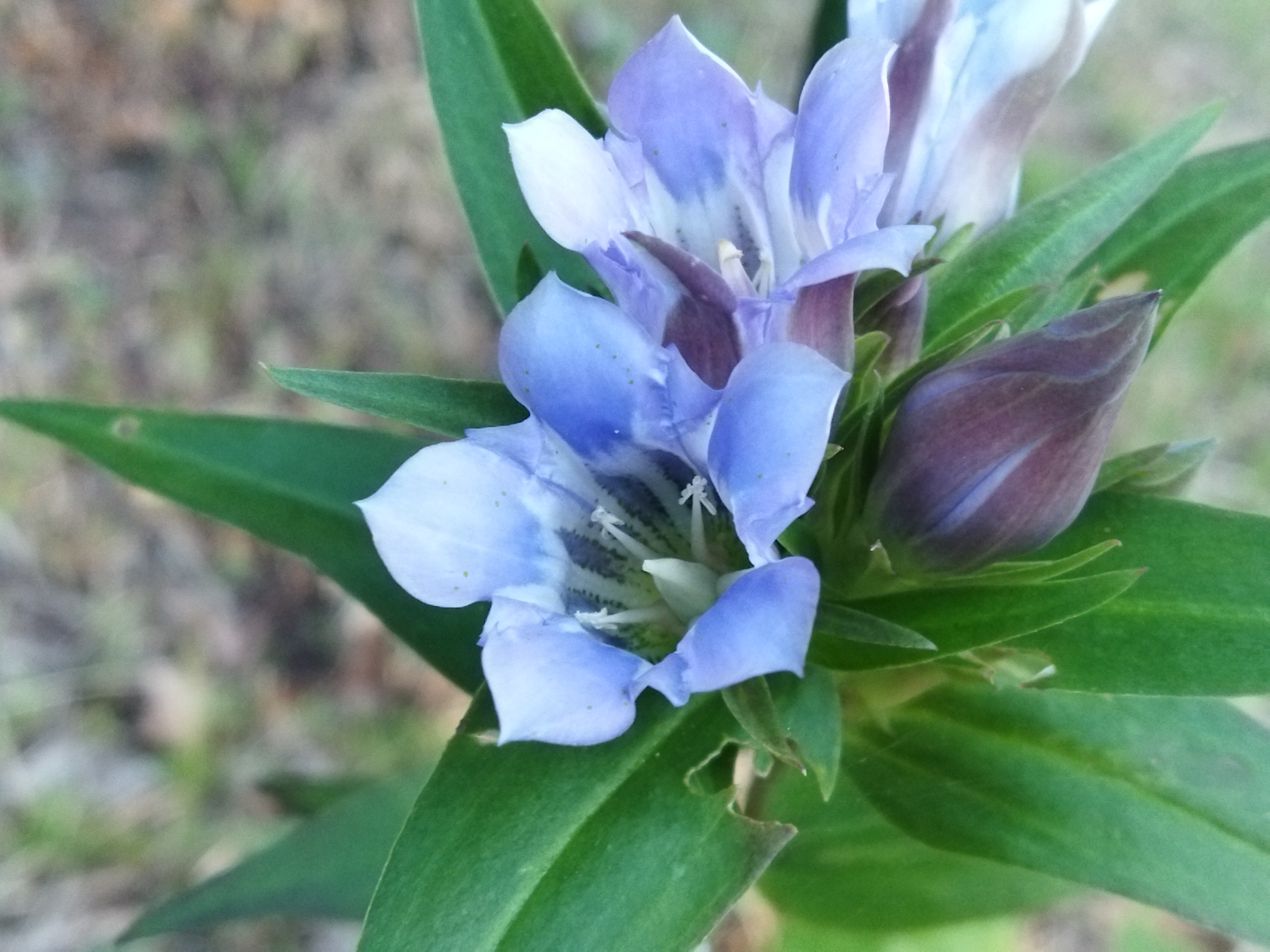 リンドウ　秋のお庭にて　