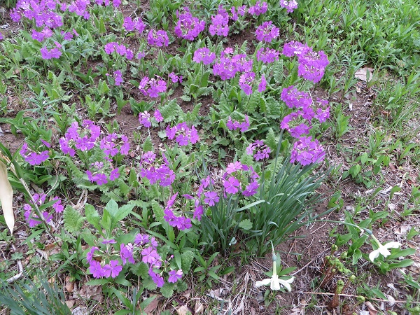 ポーラスターの庭⑤　４月～５月初旬　サクラソウ