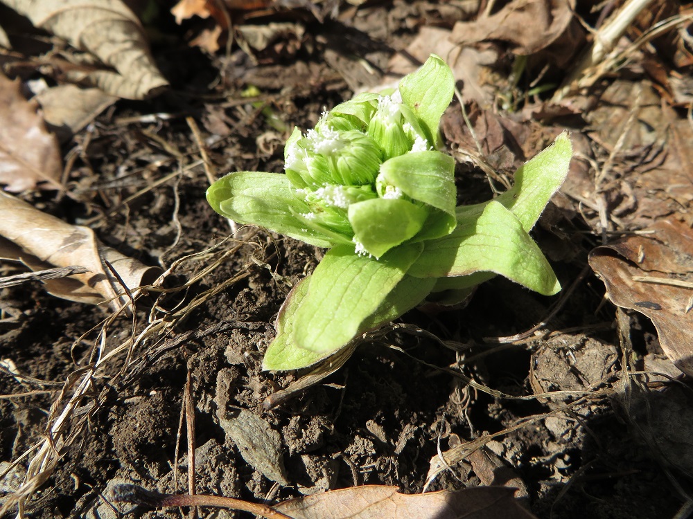 ポーラスター　春のお庭（ふきのとう）