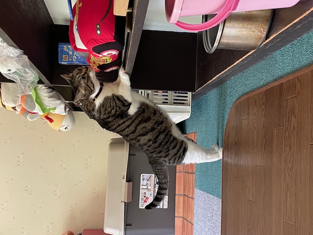 ダイニングで遊ぶナッツ