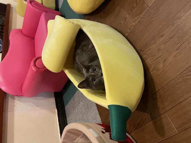 ペンションの名前のルアちゃん