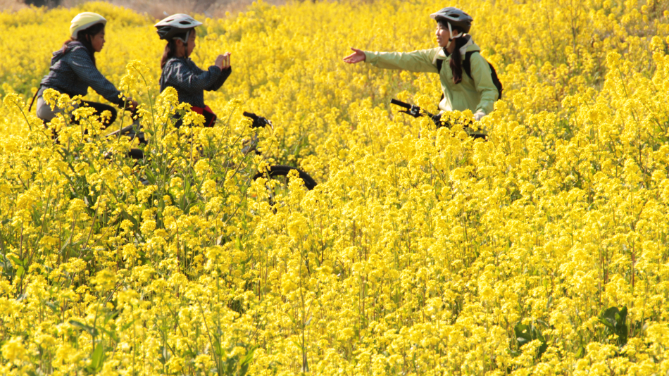 黄色い絨毯のような菜の花