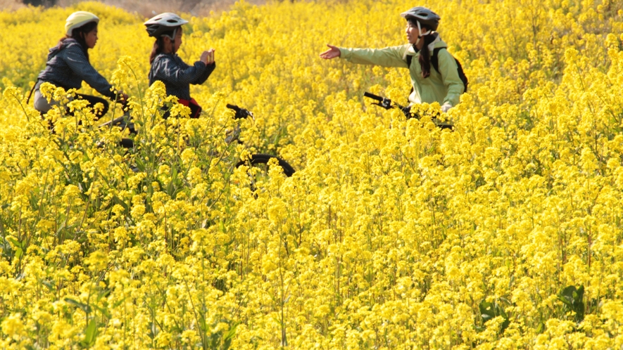 黄色い絨毯のような菜の花