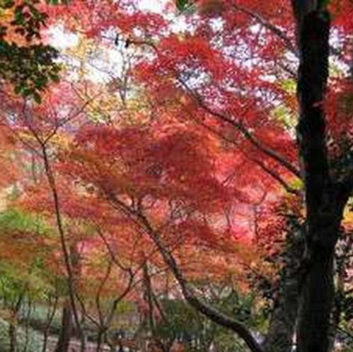 瑞宝寺公園　紅葉