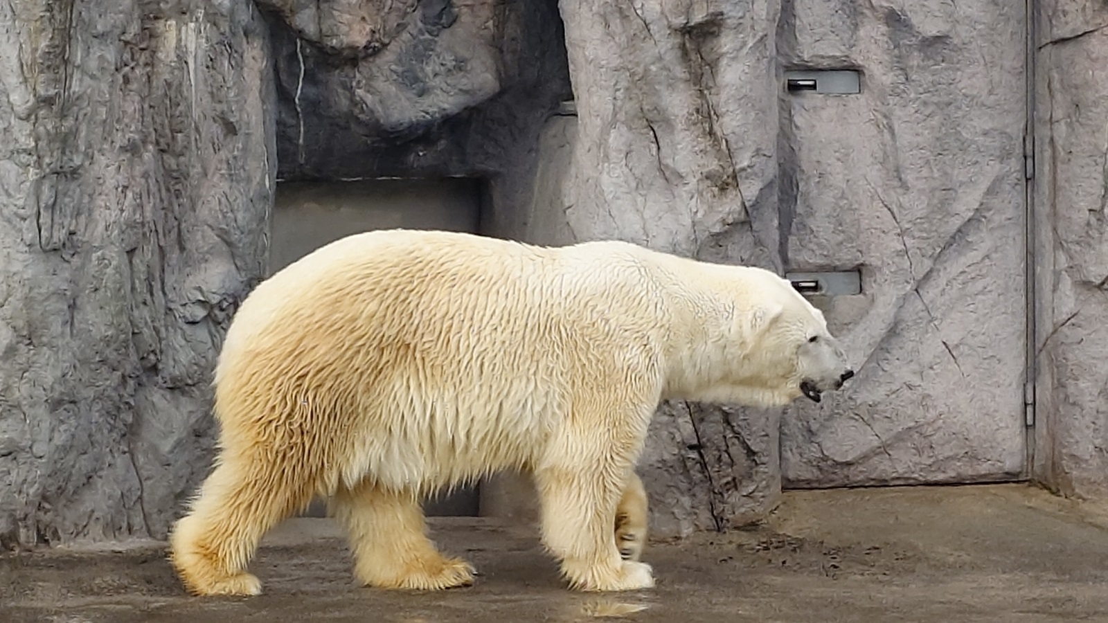 動物たちの「今」に会いに行こう♪【旭山動物園１泊２日入園券付プラン】《地元パンとスープの朝食付》