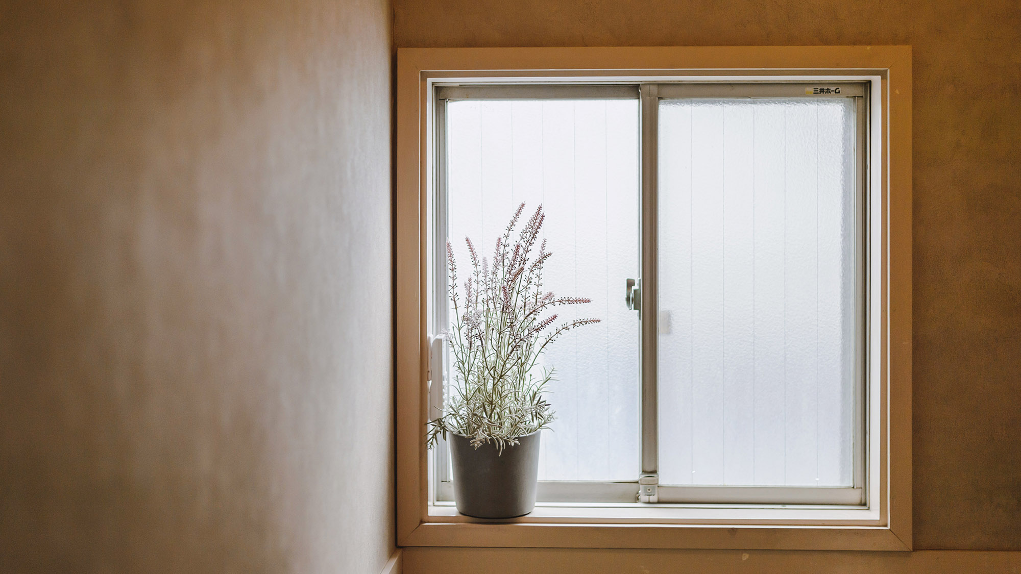 【インテリア】窓に飾った植物に癒されます