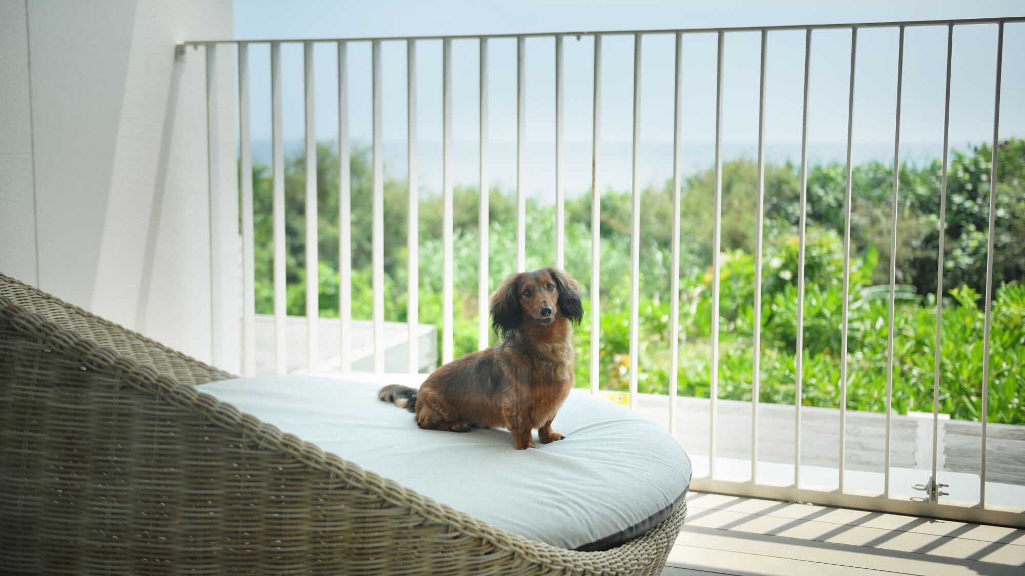 ドッグフレンドリールーム（テラス）