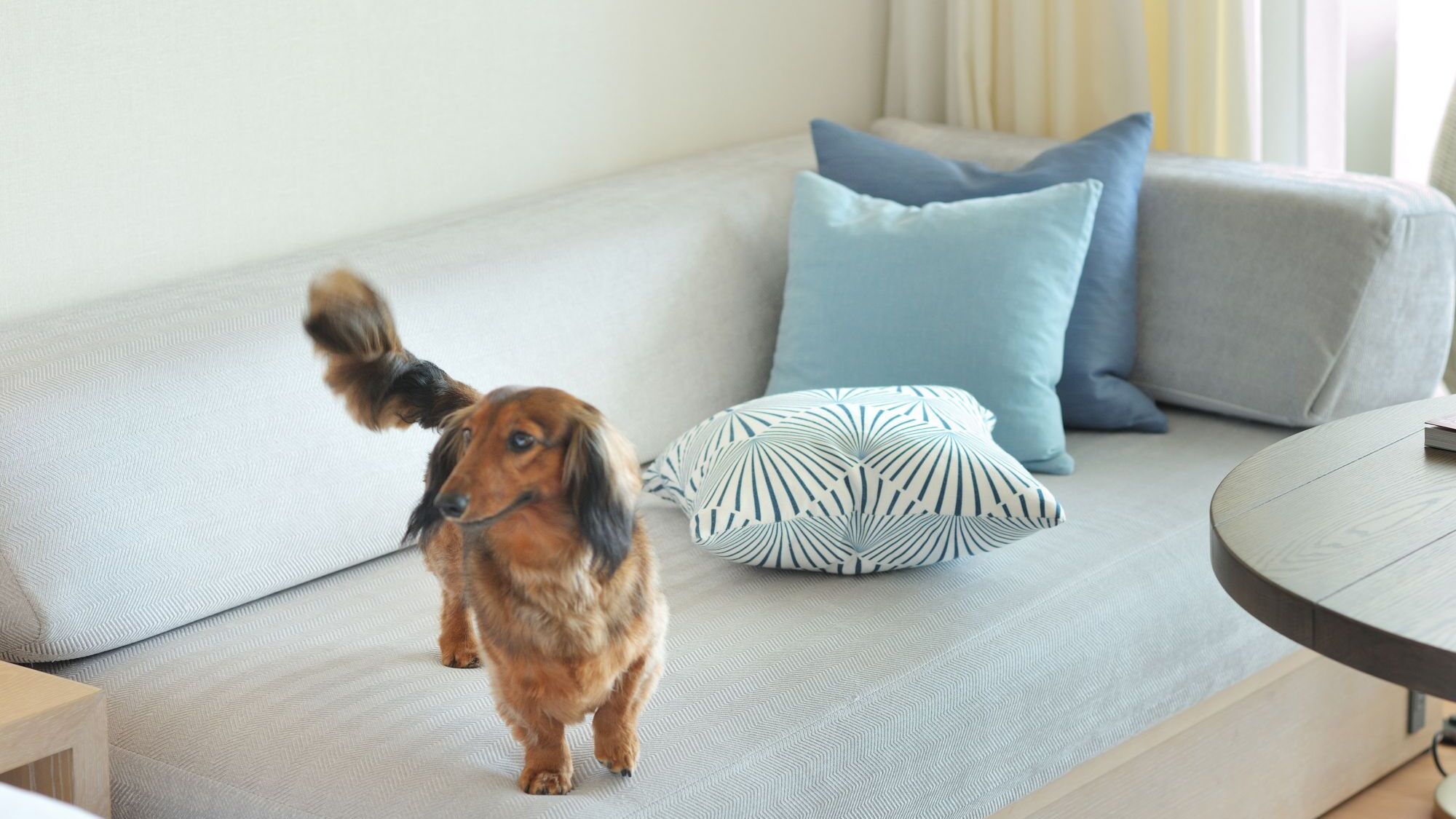 ドッグフレンドリールーム