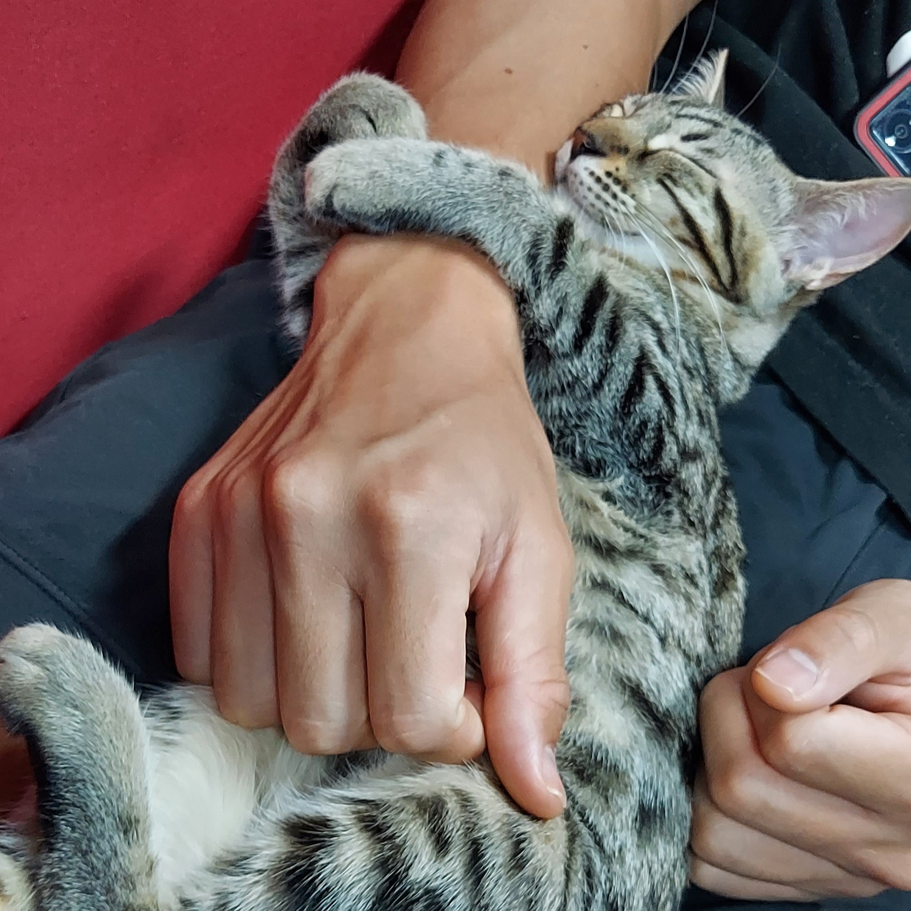 ふくらぎ抱きつき