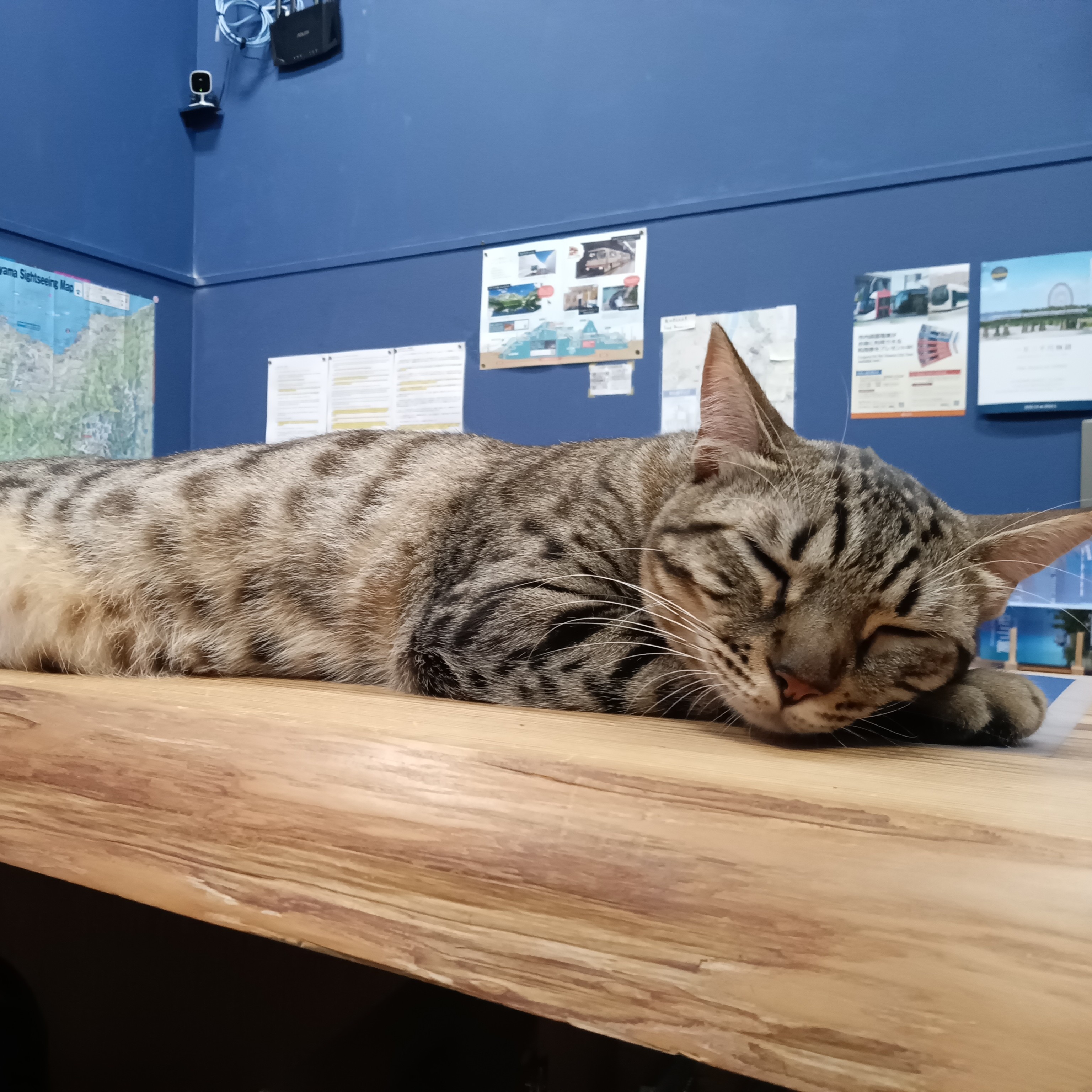 カウンターで眠るふくらぎ