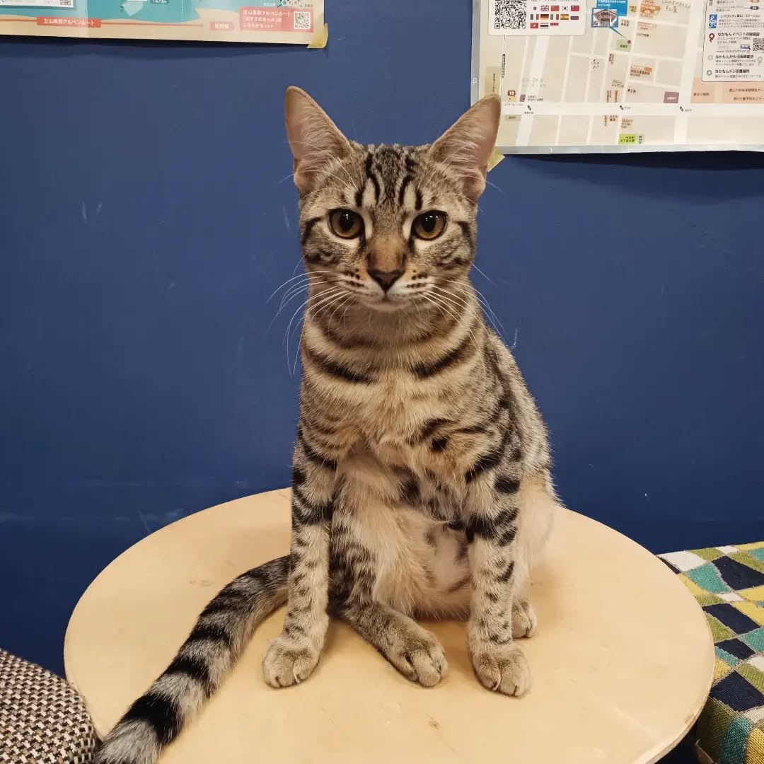 ふくらぎ変な座り方