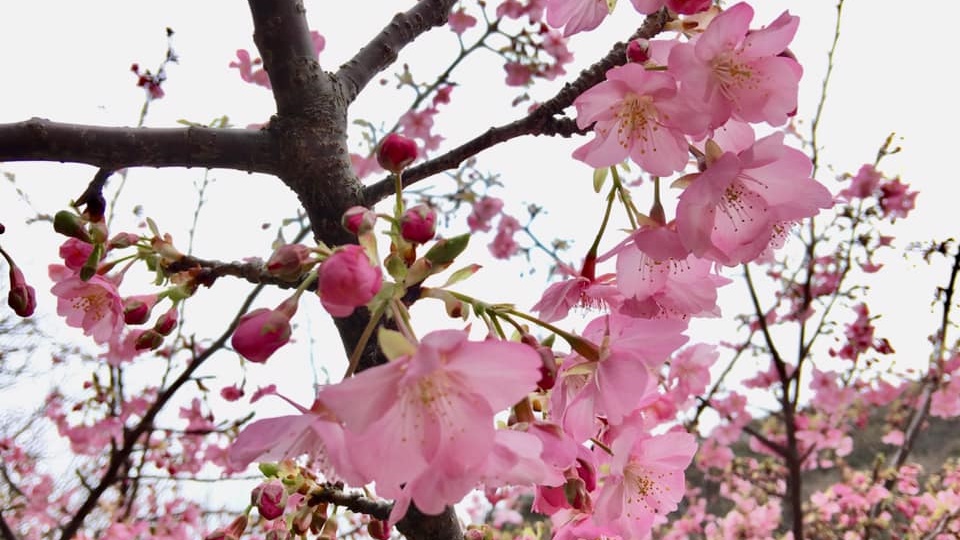 *河津桜／一足早い春を告げる河津桜。例年見ごろは２月初旬～中旬です