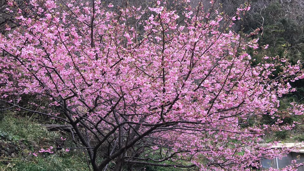 *河津桜／あざやかなピンクのお花が素敵★季節はまだ冬ですが温かい気持ちになります