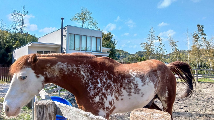 ・【放牧場】看板馬たちも皆様のお越しをお待ちしております♪