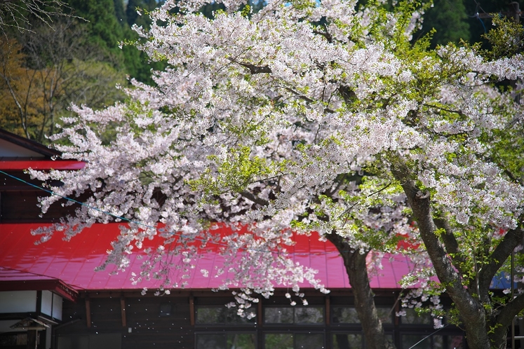 桜