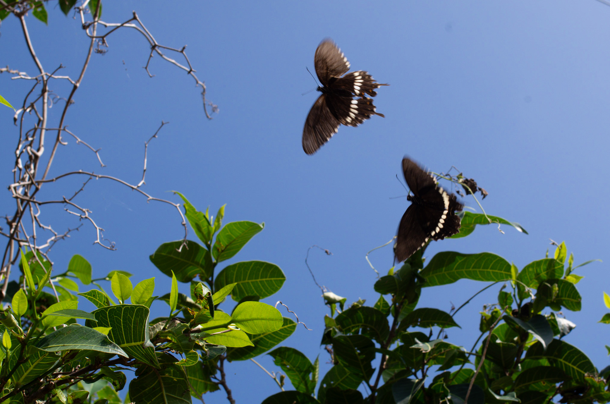 【古宇利でさんぽ】