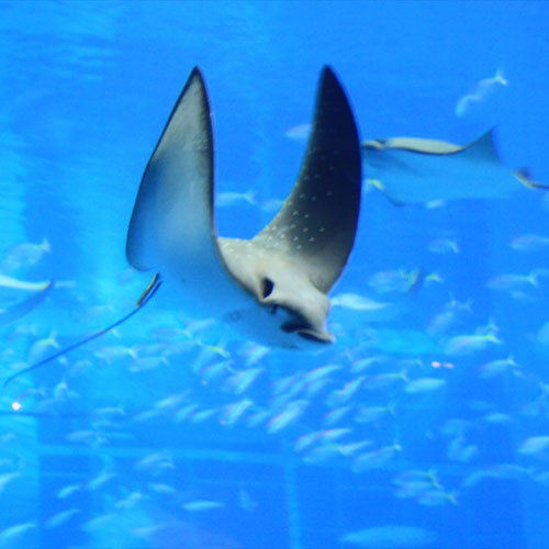 【美ら海水族館】黒潮水槽　まるで飛んでいるようなマダラトビエイ