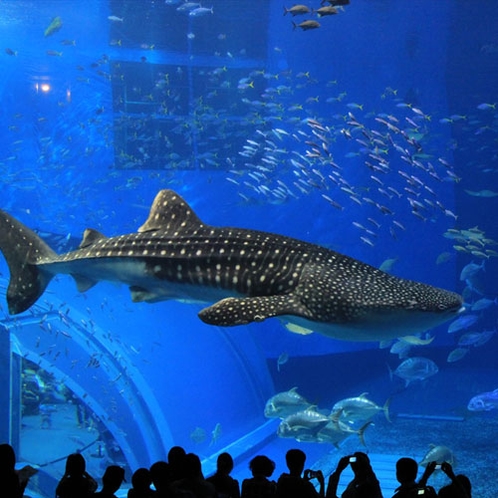 【美ら海水族館】黒潮水槽　迫力のジンベイザメ