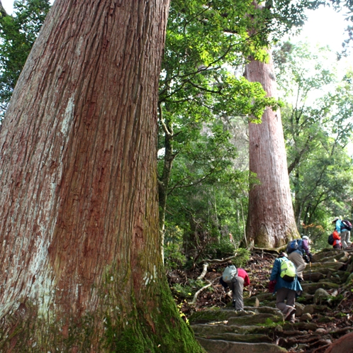 トレッキング樹齢1000年の市房杉