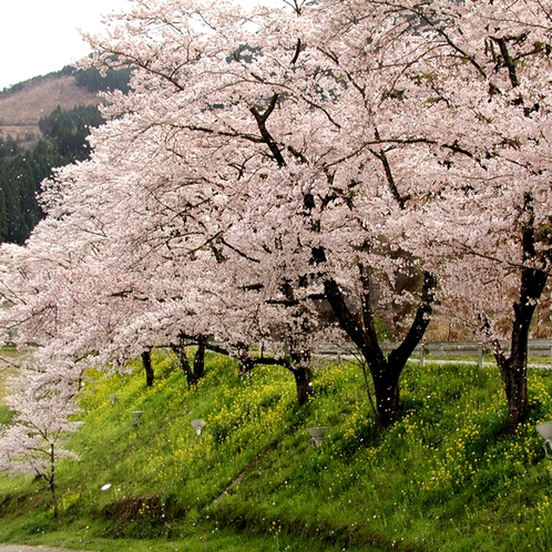 汗の原の桜吹雪