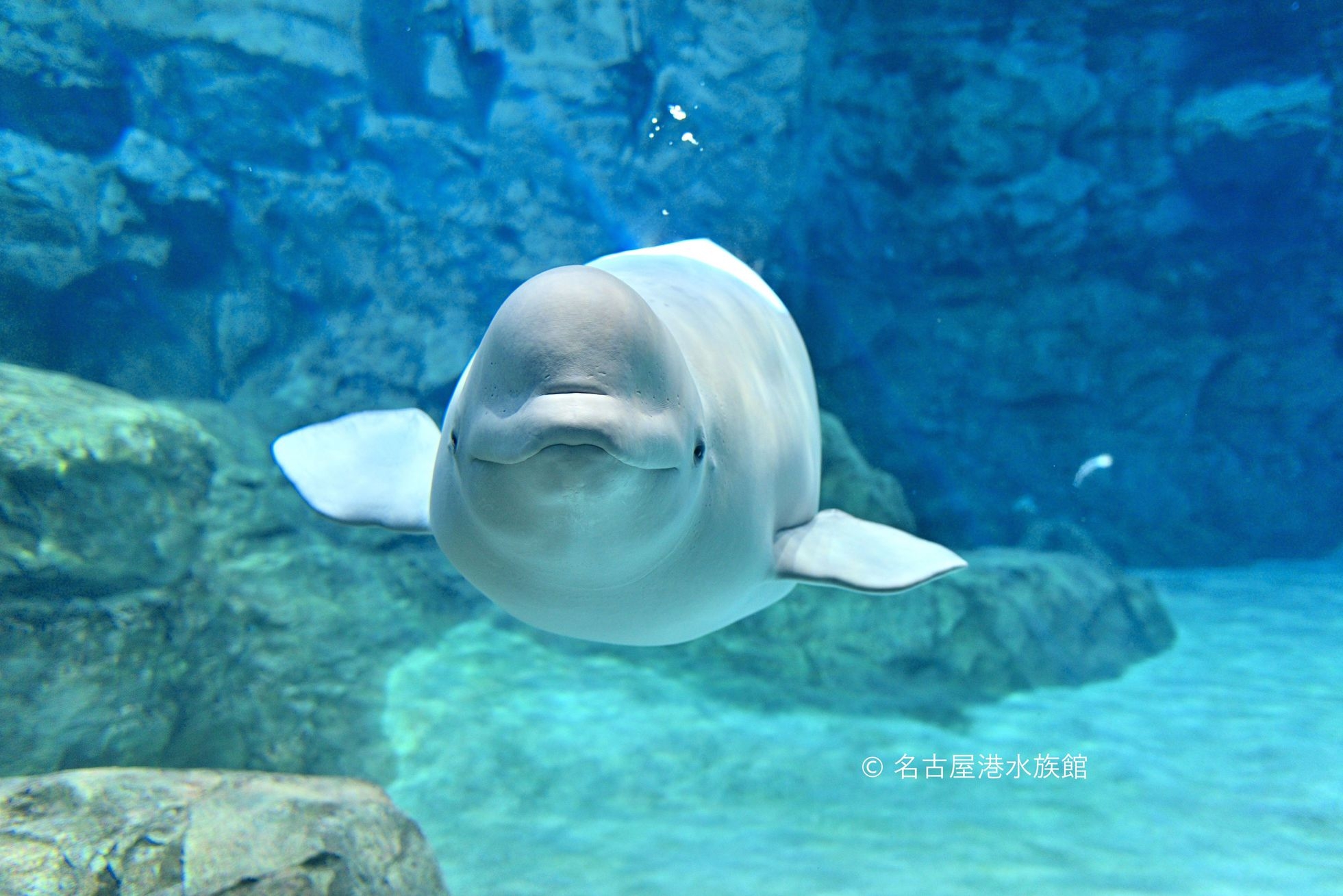 【思い出をたくさん作ろう♪】名古屋港水族館入館券付きプラン  朝食付