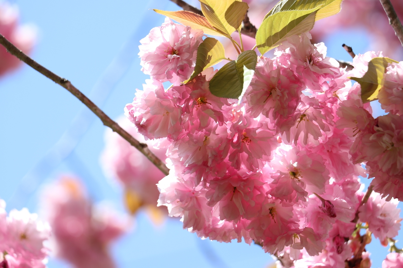 【飛騨牛陶板焼き】山の静けさと心温まる田舎料理を味わう＜2食付＞