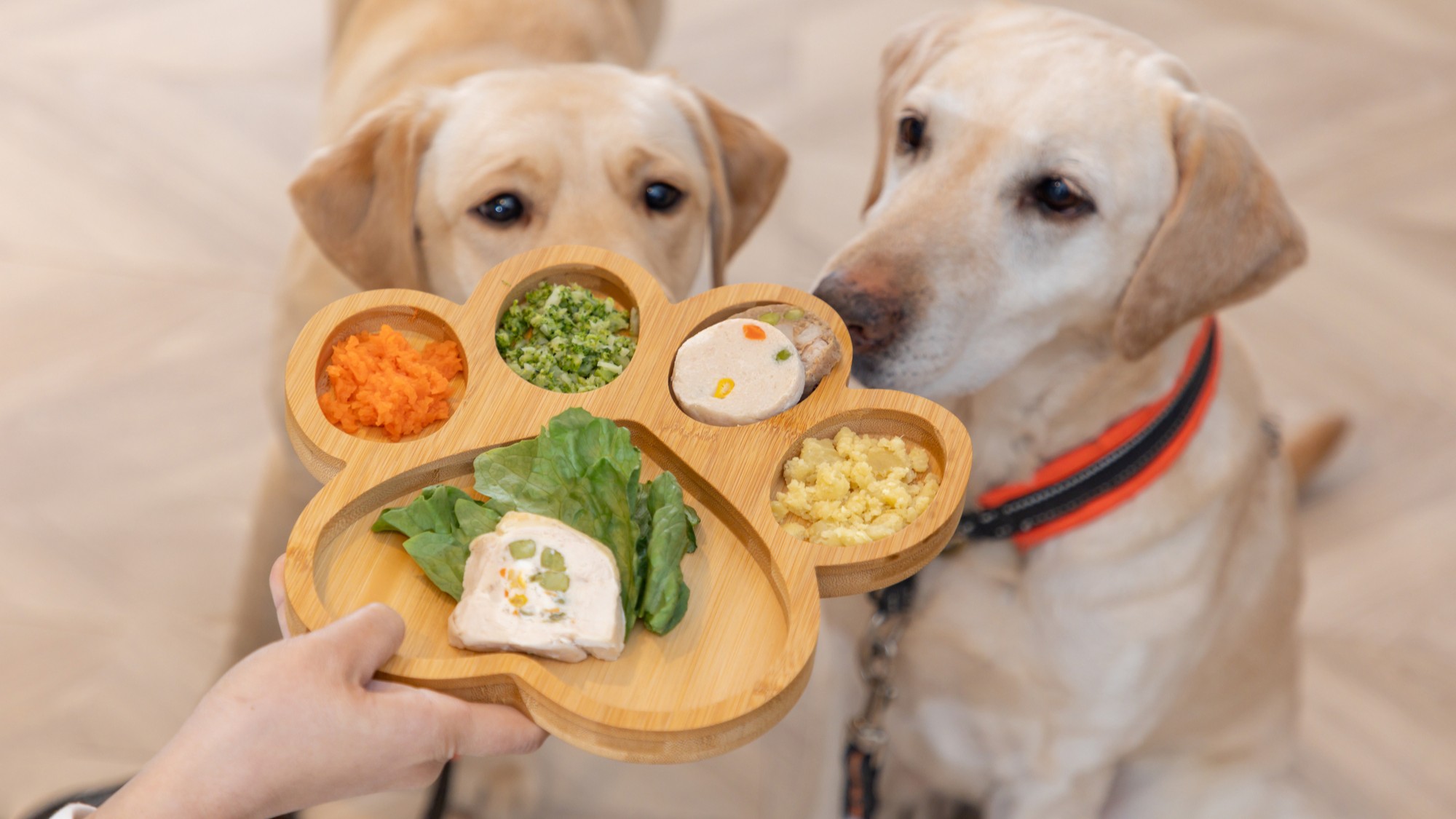 わんちゃんメニューで家族一緒にお食事を♪
