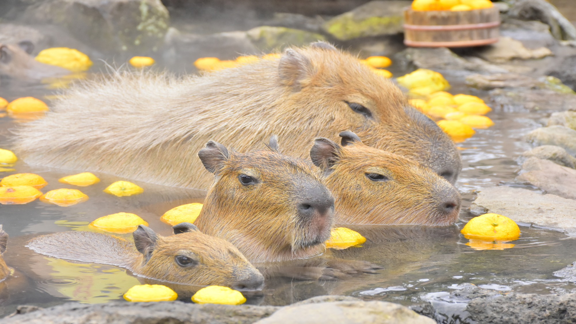 【伊豆シャボテン公園】カピバラの露天風呂。2026年4月5日まで開催中