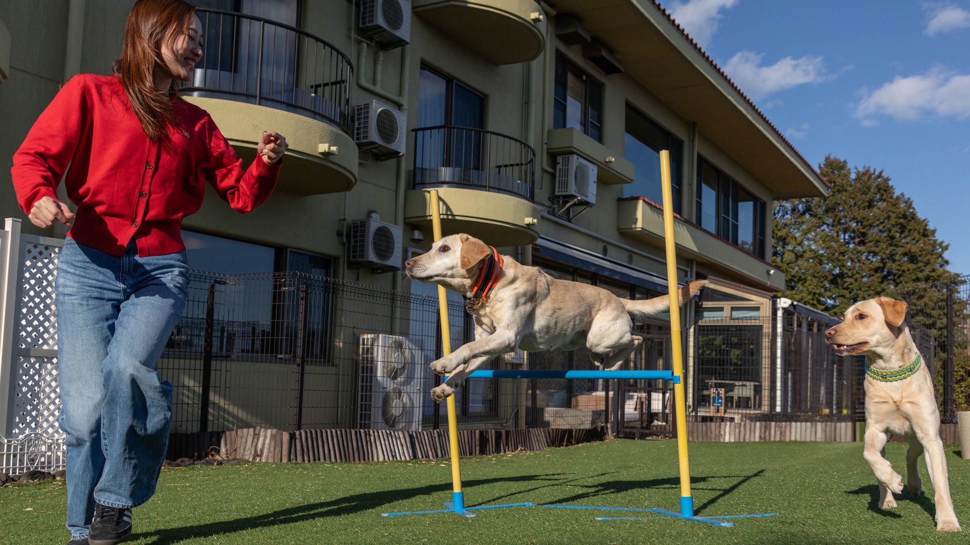 dog parkのアジリティエリア