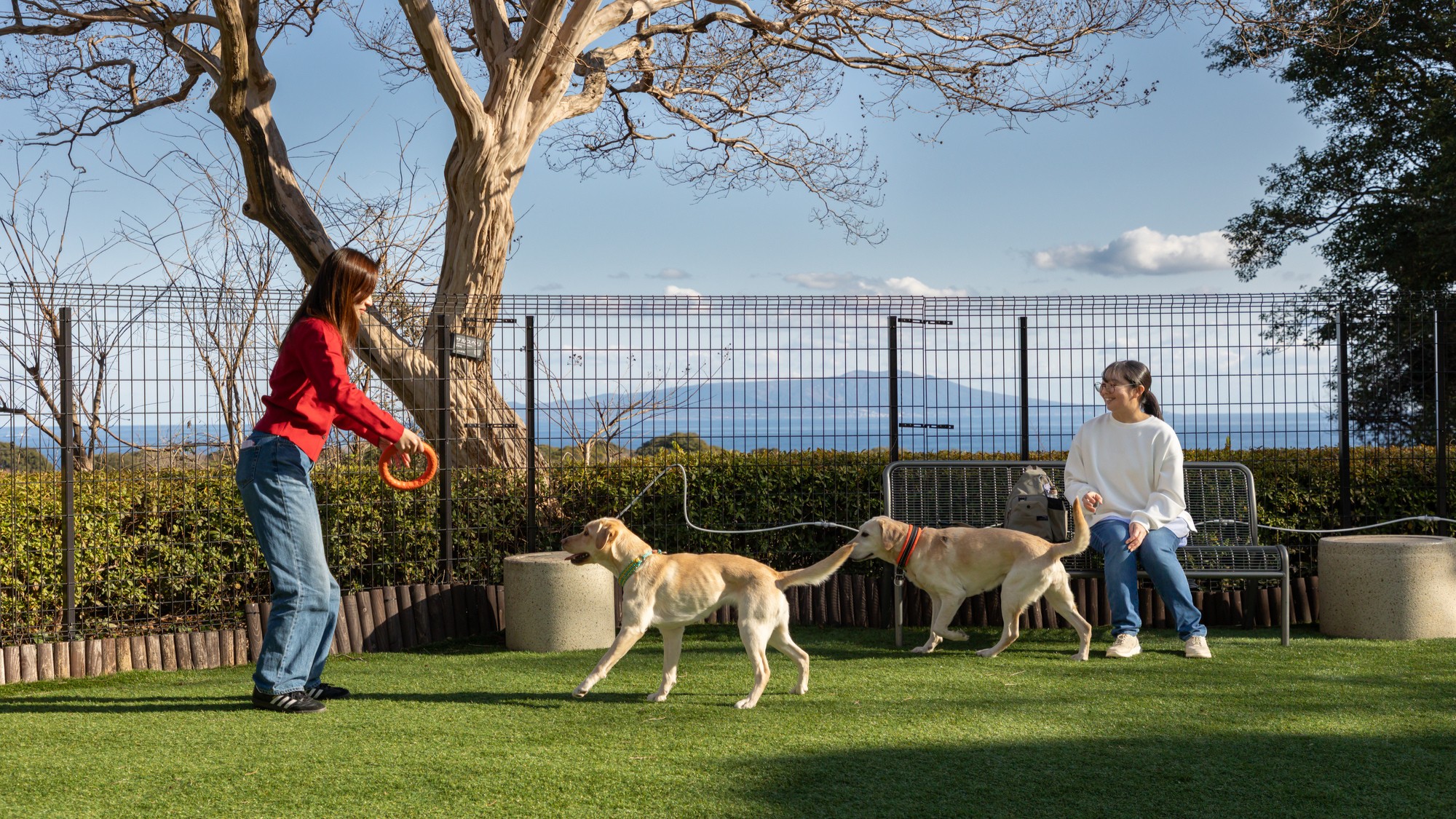 相模湾を望むドッグガーデン。青い空の下愛犬と思いっきり楽しめます。