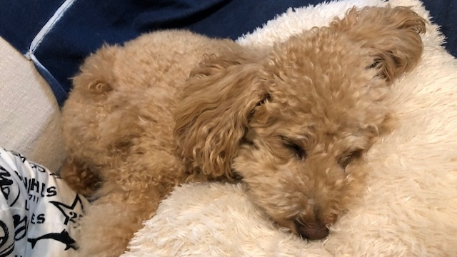 【格安お任せNo１】わんちゃんねこちゃん大歓迎ペット対応のお部屋☆無料駐車場☆FREEWifi完備☆