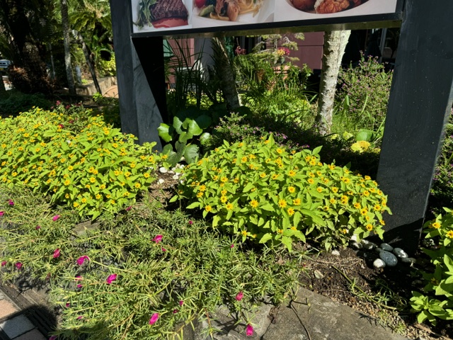 季節の花々がお客様をお出迎え