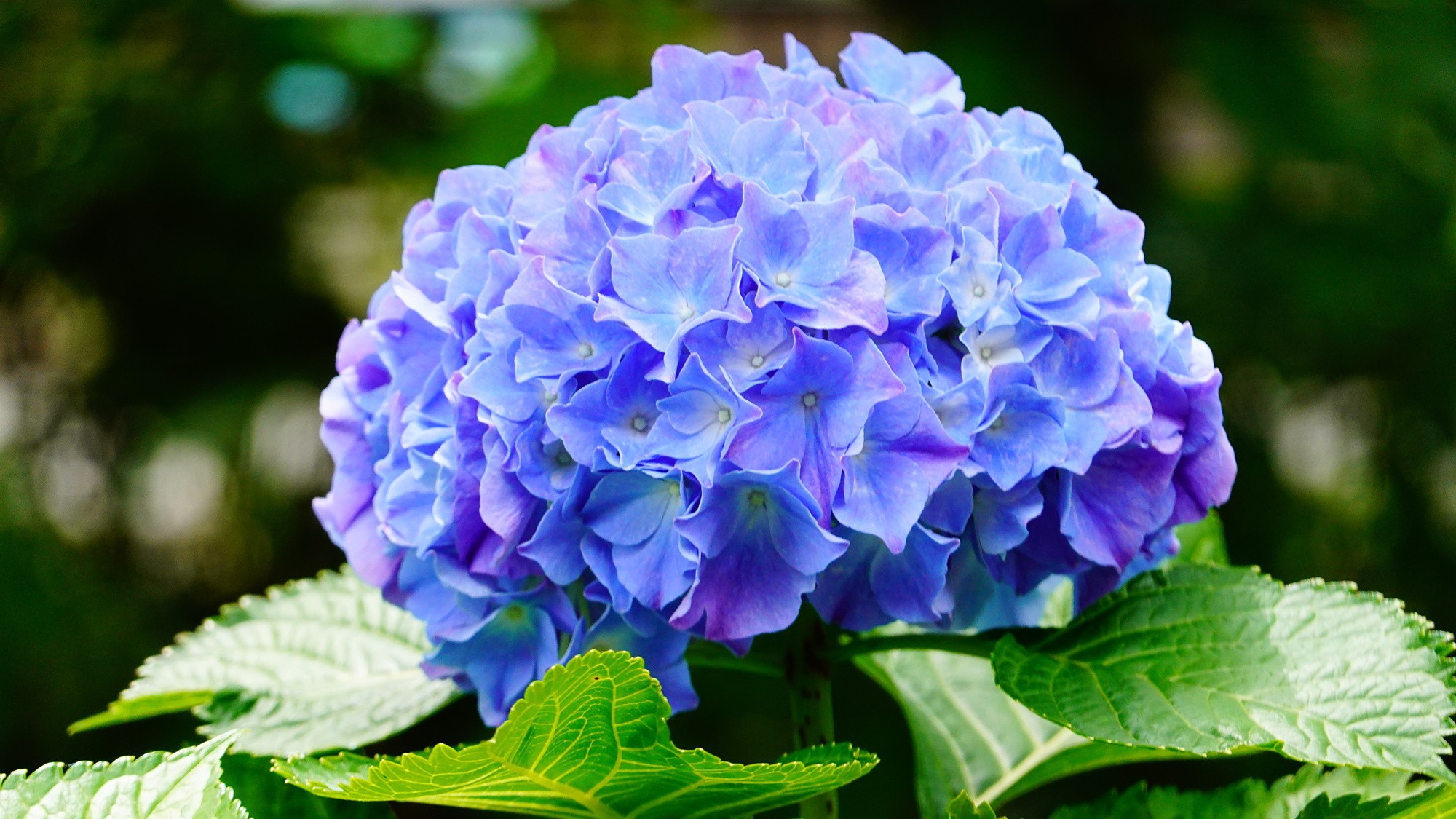 【楽天月末セール】ポイント10倍☆夏の旅をお得に！色鮮やかな紫陽花が彩る京都へ -朝食付き-